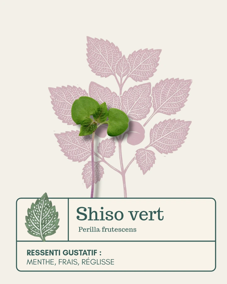 Micro-pousses de shiso vert