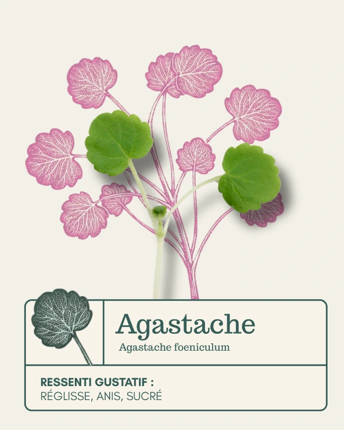 agastache micropousse