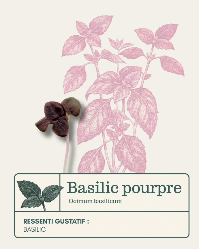 Micro-pousse de Basilic pourpre