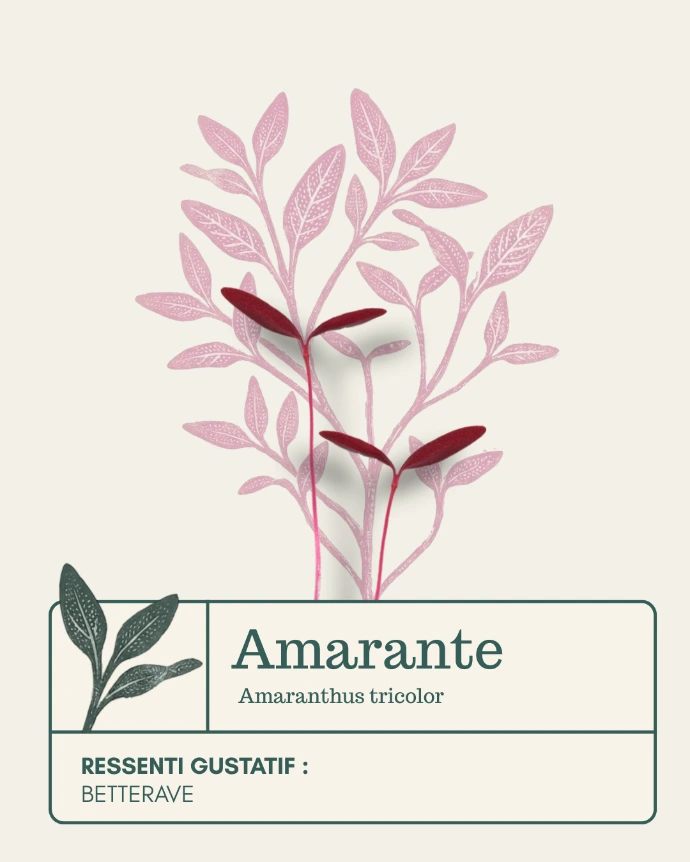 Micro-pousse d'Amarante