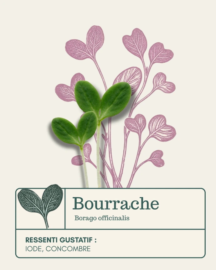 Micro-pousse de Bourrache
