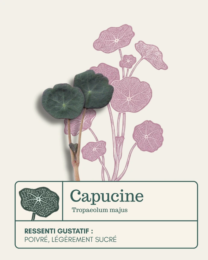 Micro-pousse de Capucine