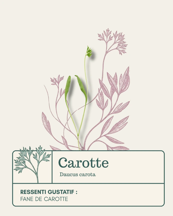 Micro-pousse de Carotte