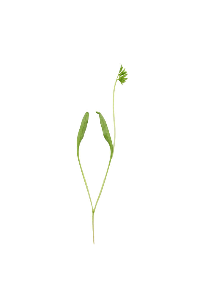 Micropousse de Carotte
