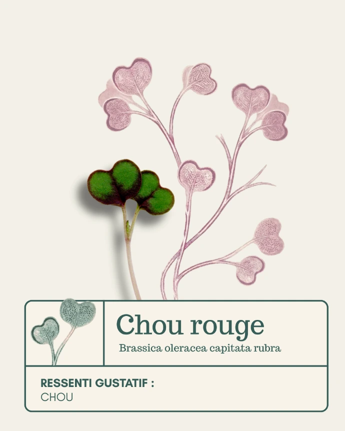 Micro-pousse de Chou rouge