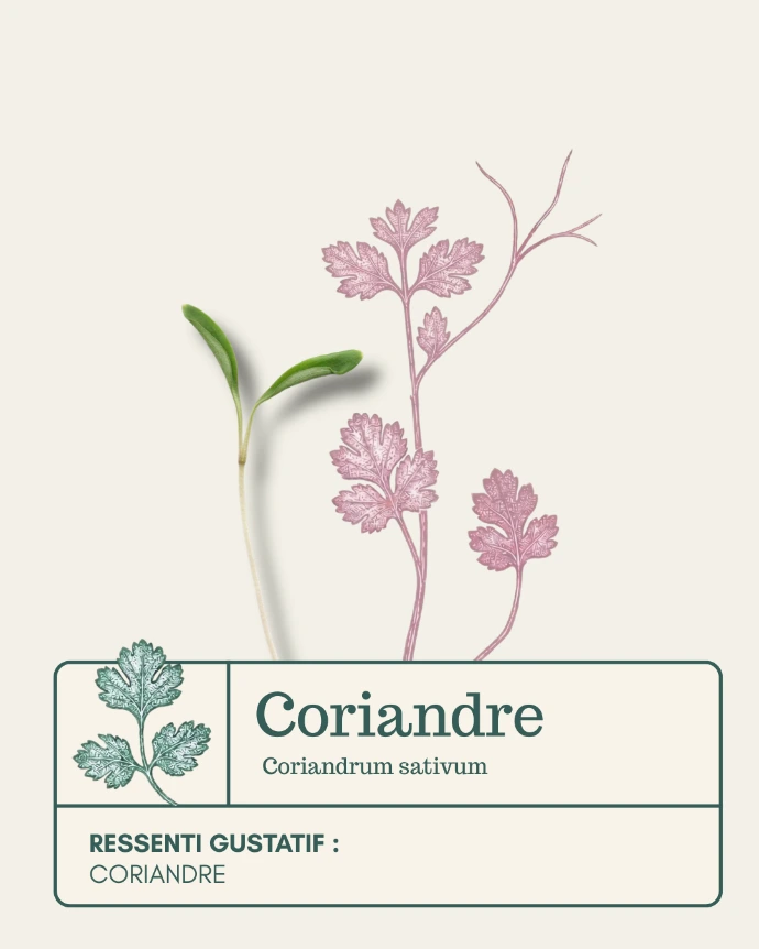 Micro-pousse de Coriandre