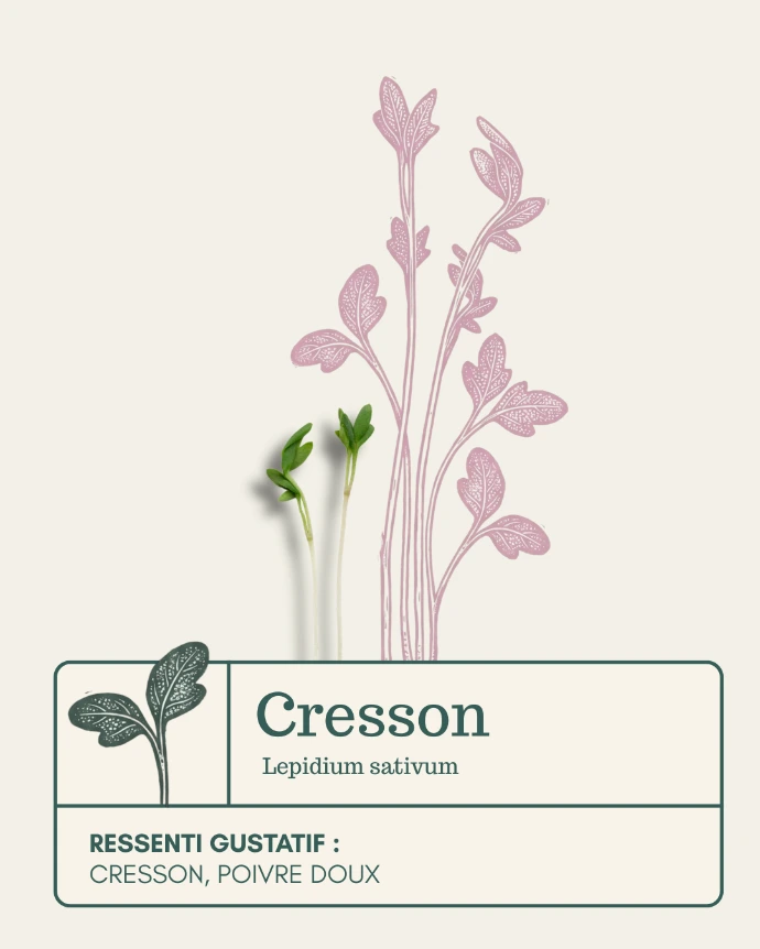 Micro-pousse de Cresson