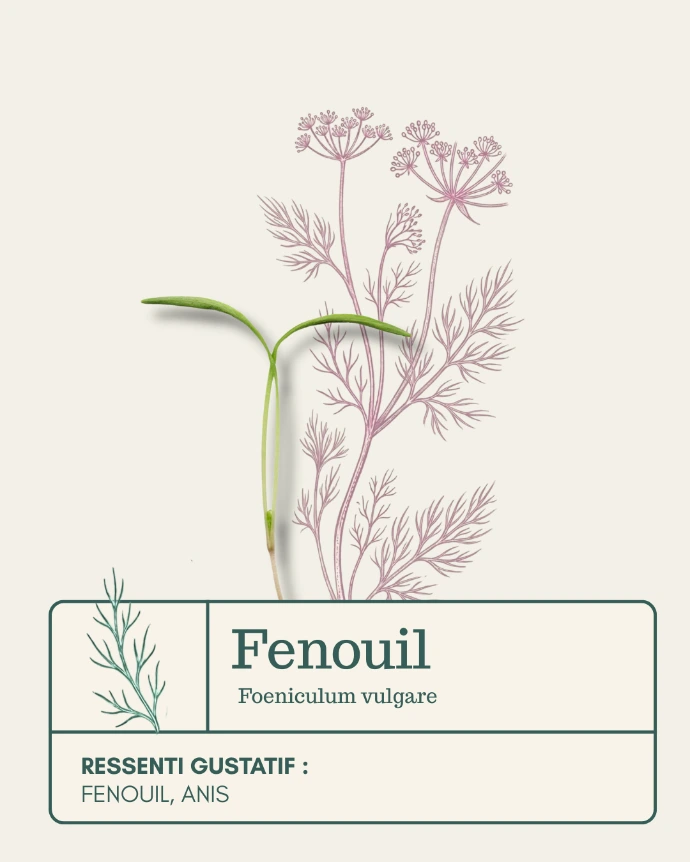 Micro-pousse de Fenouil 