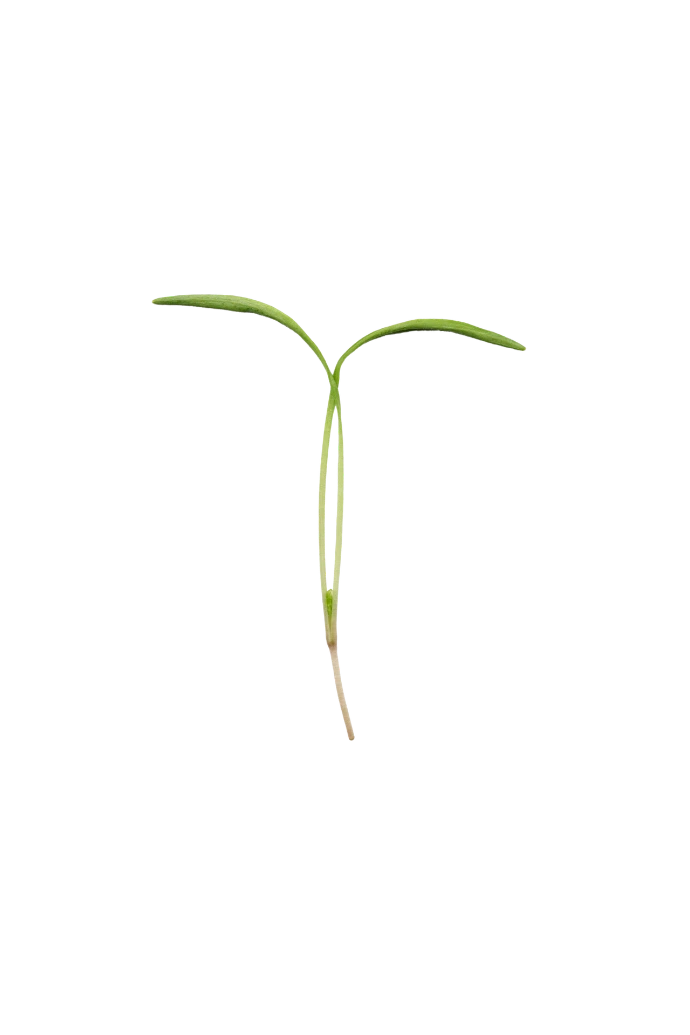 Micropousse de Fenouil 