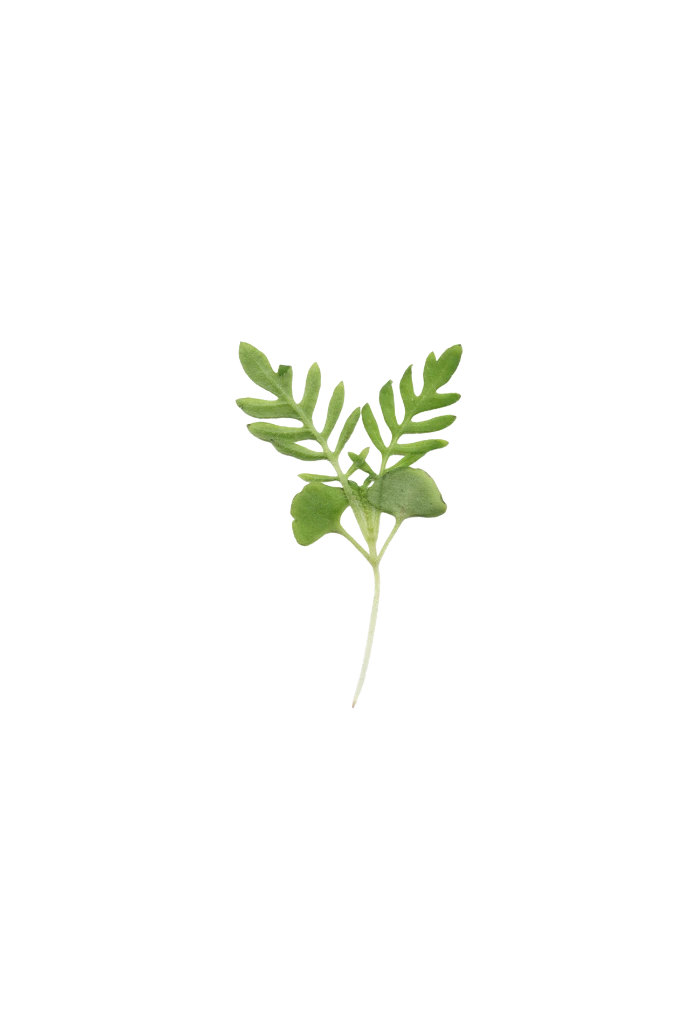 Micropousse de Fenouil