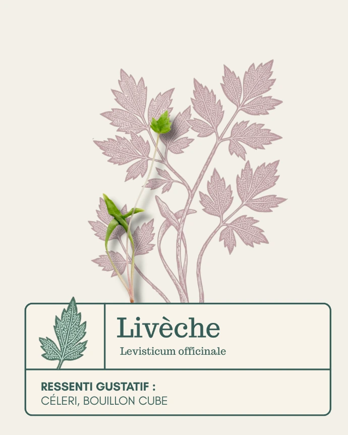 Micro-pousse de Livèche