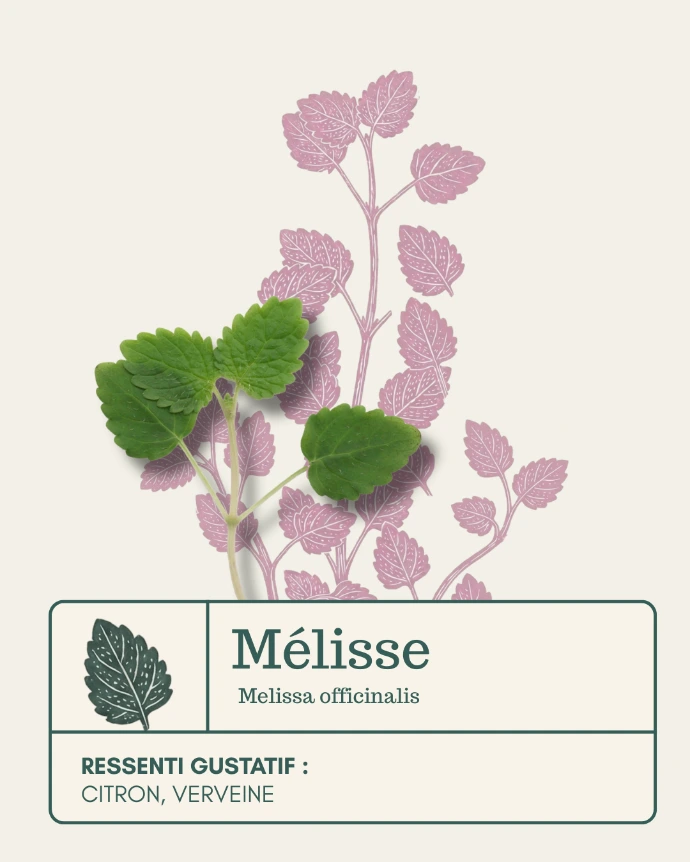 Micro-pousse de Mélisse