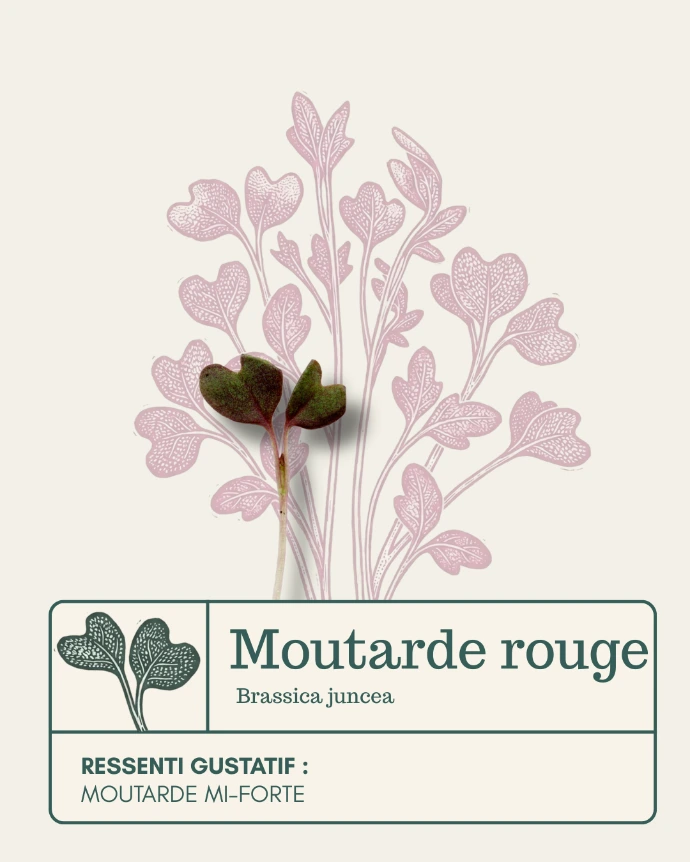 Micro-pousse de Moutarde