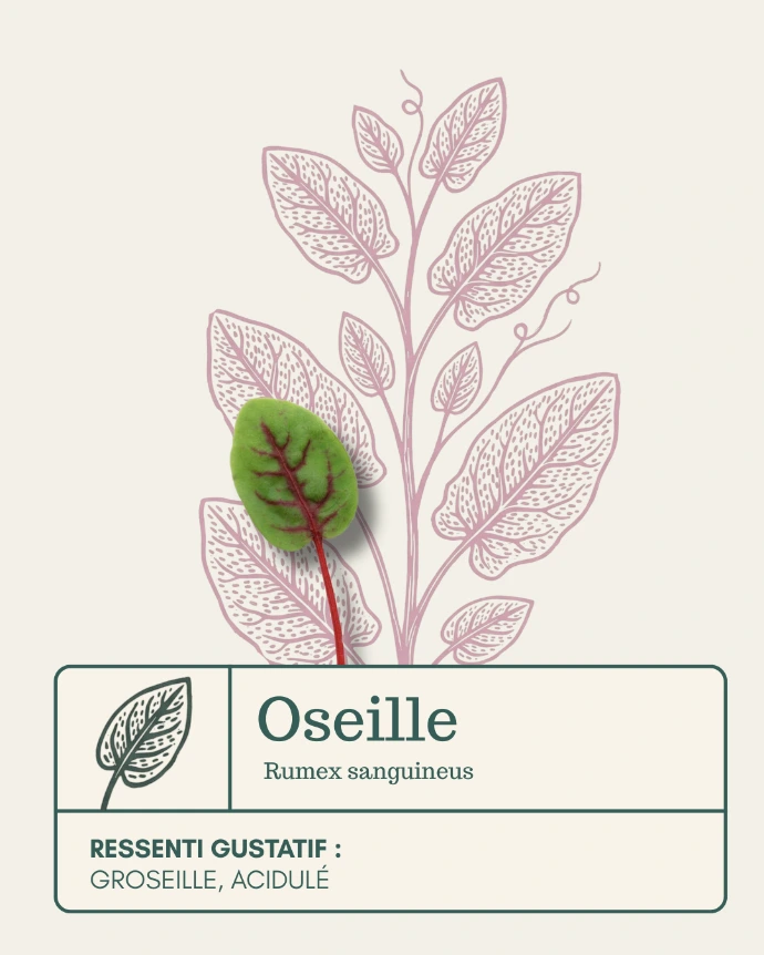 Micro-pousse d'Oseille