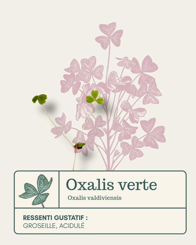 Micro-pousse d'Oxalis verte