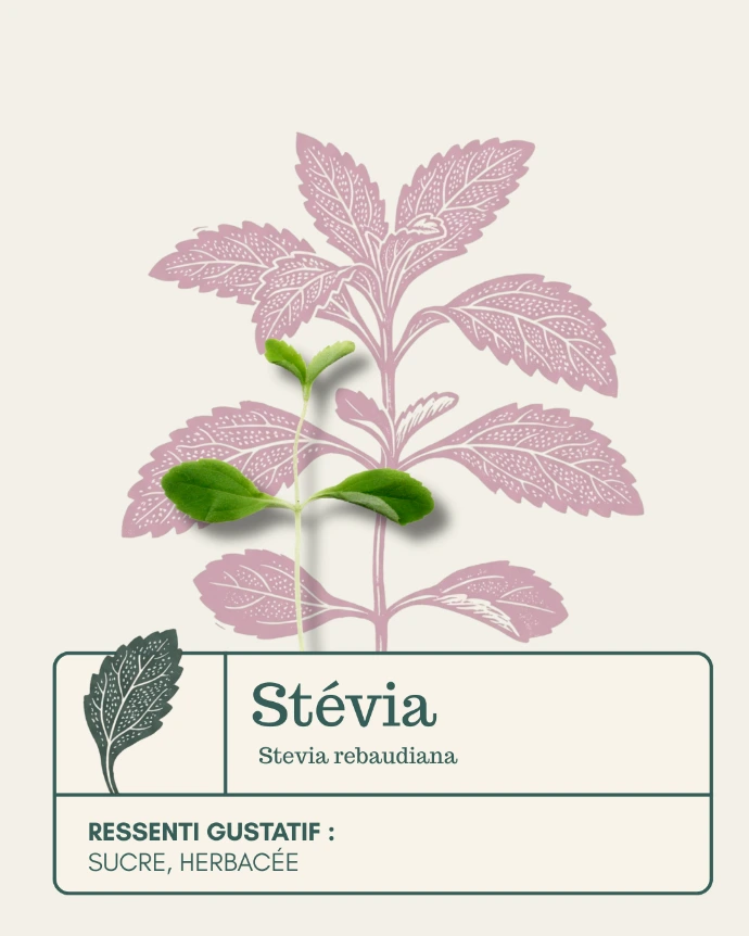 Micro-pousse de Stévia