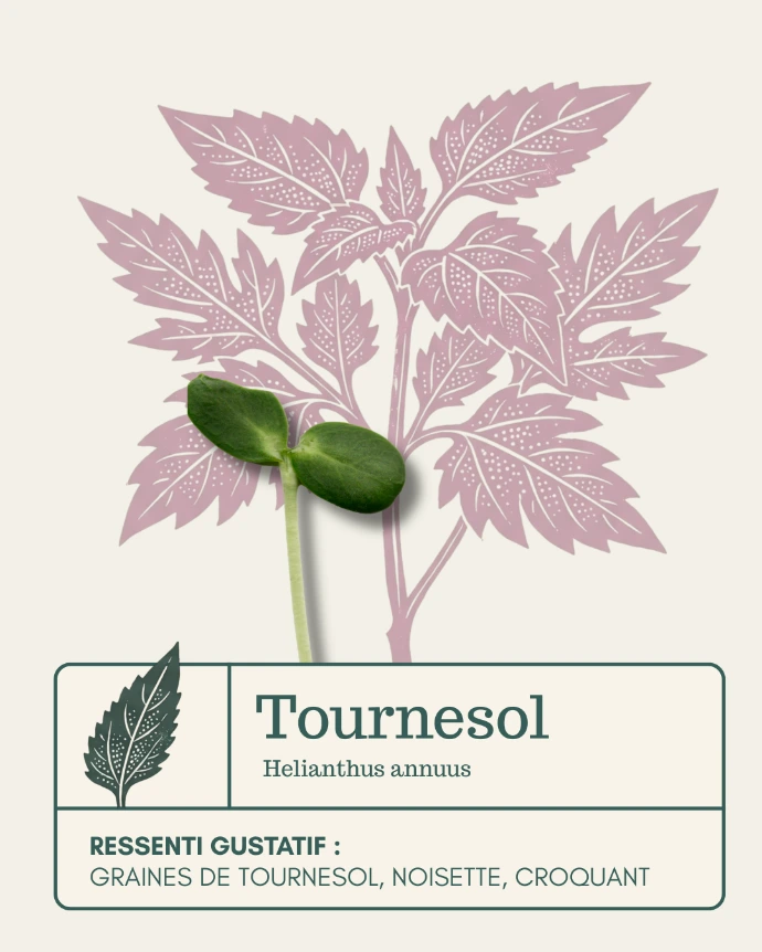 Micro-pousse de Tournesol