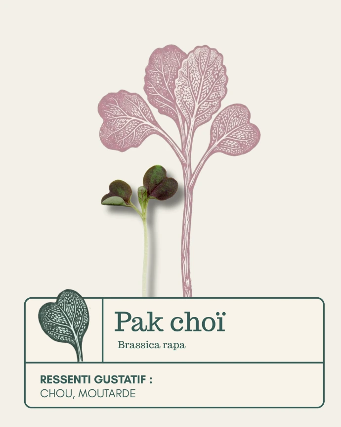 Micro-pousse de Pak Choï