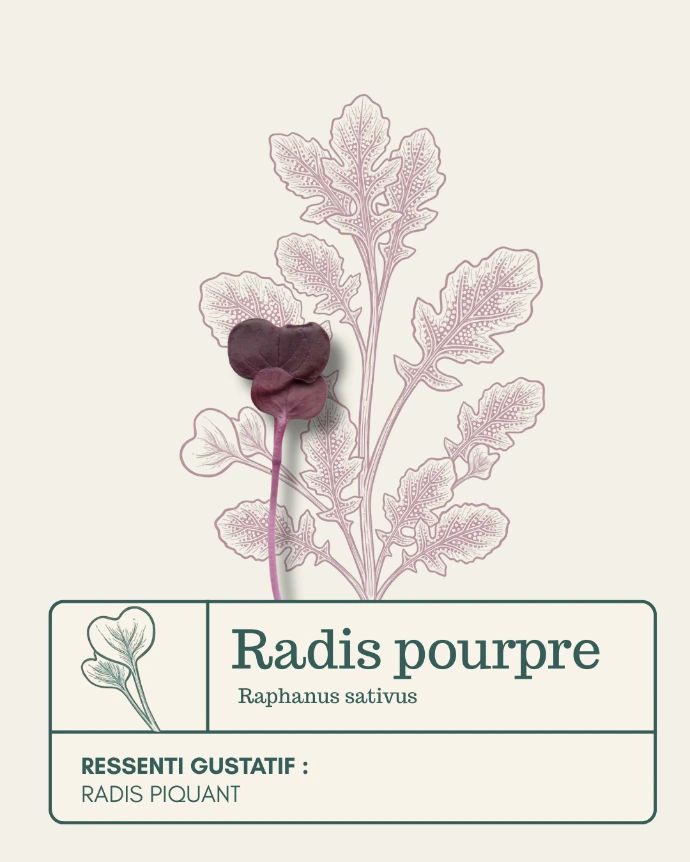 Micro-pousse de Radis pourpre