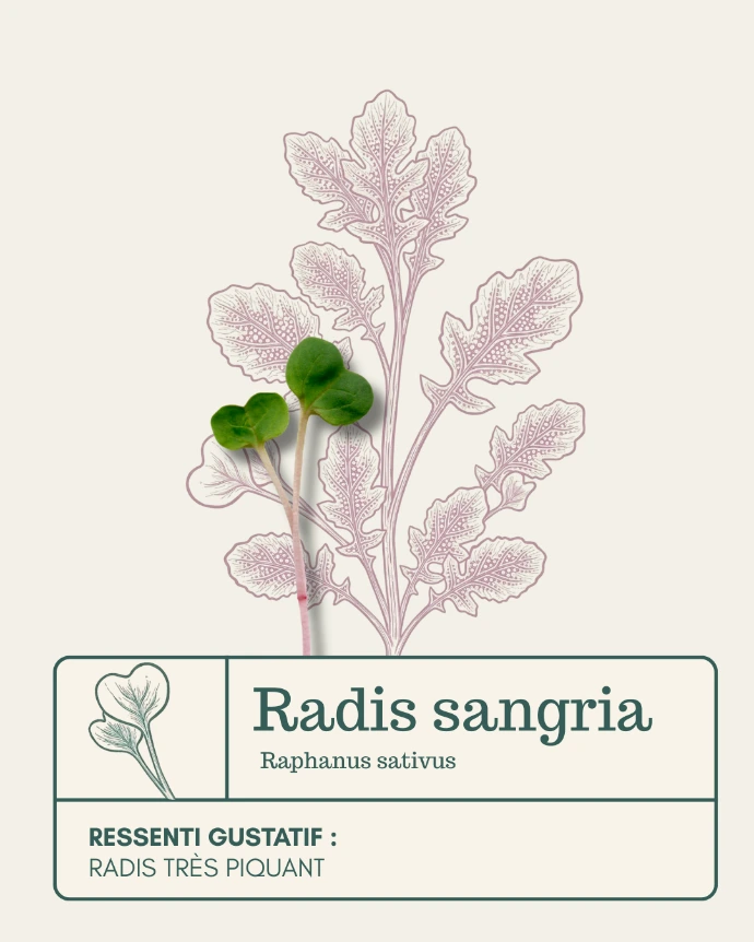 Micro-pousse de Radis sangria