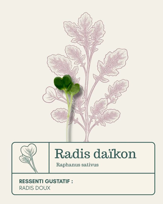 Micro-pousse de Radis daikon