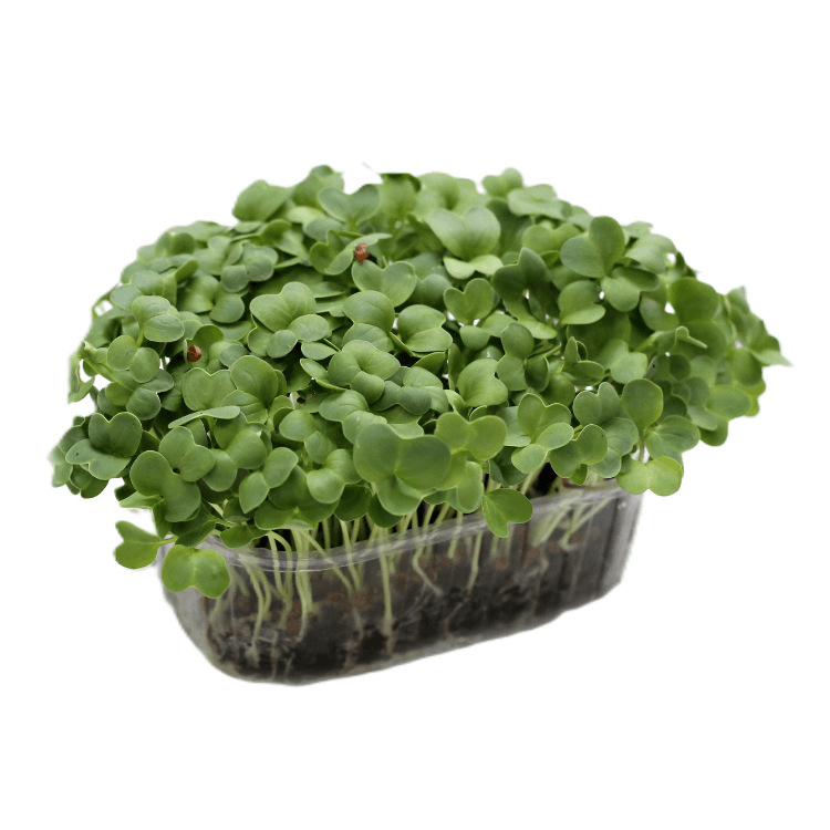 Micropousse de Radis daikon