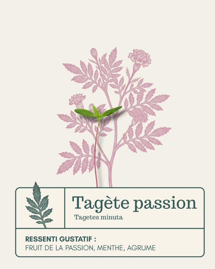 Micro-pousse de Tagète passion 