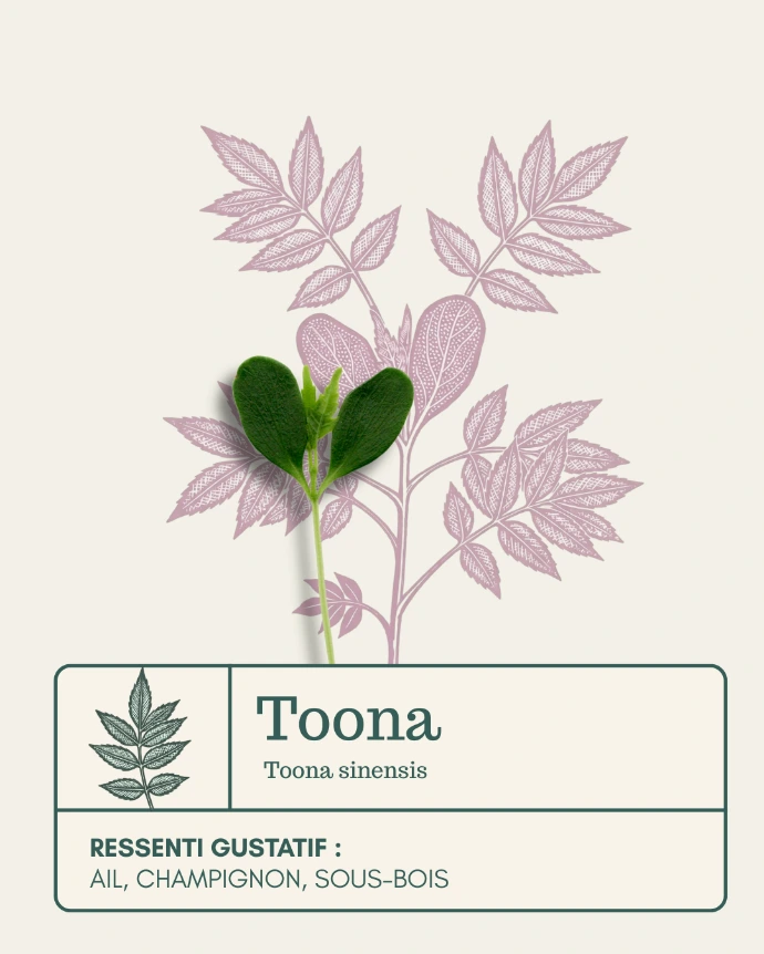 Micro-pousse de Toona