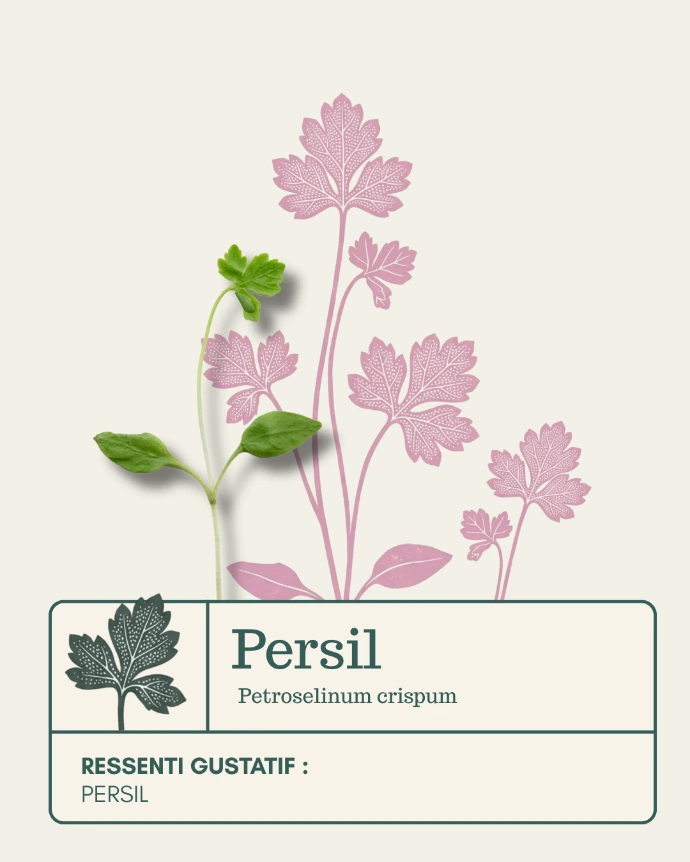 Micro-pousse de Persil