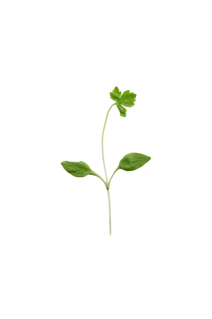Micropousse de Persil