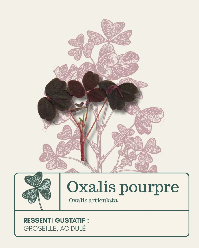 Fleur comestible d'oxalis pourpre