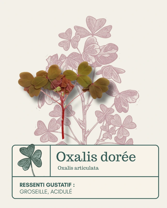 Fleur comestible d'oxalis dorée