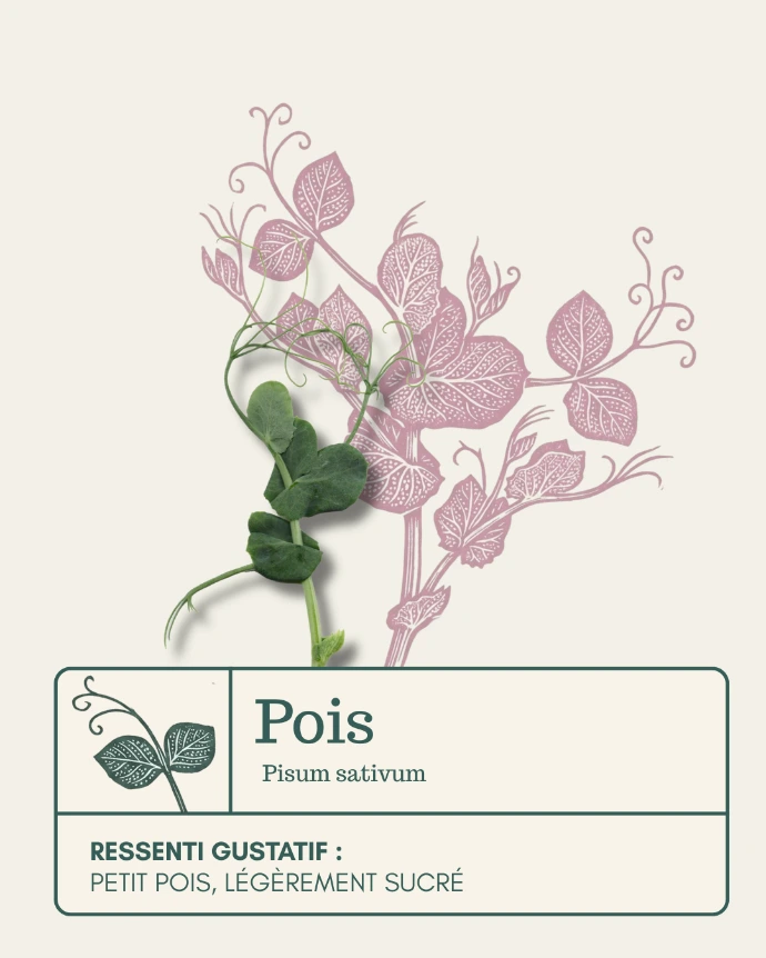 Pois en folie, boîte de pois vrillés