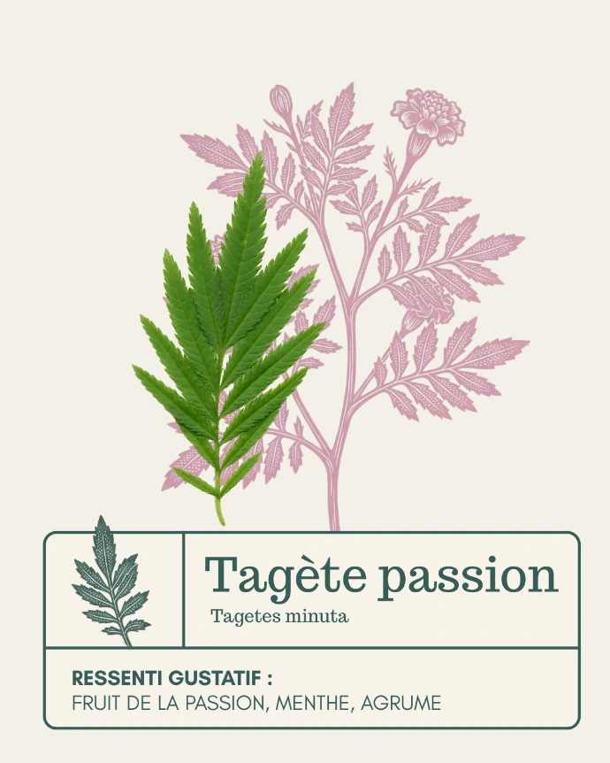 Feuilles de tagète passion