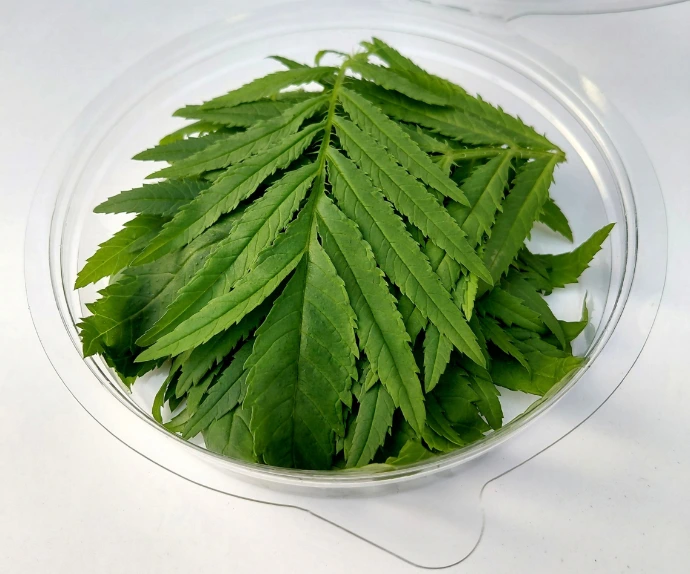 Feuilles coupées de tagète passion