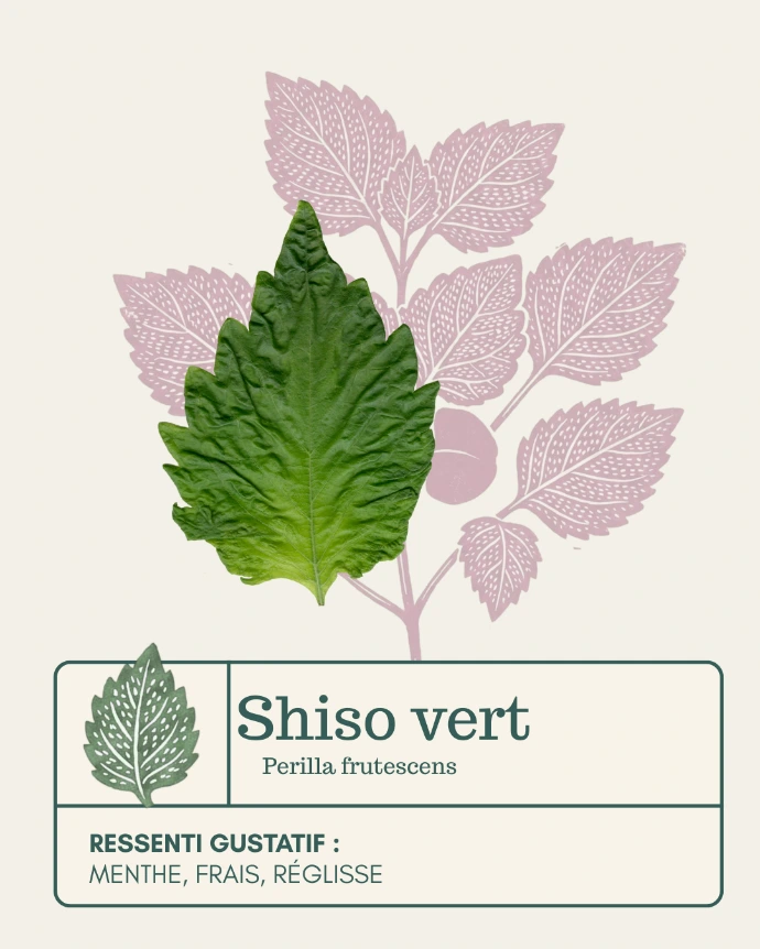 Feuilles de shiso vert
