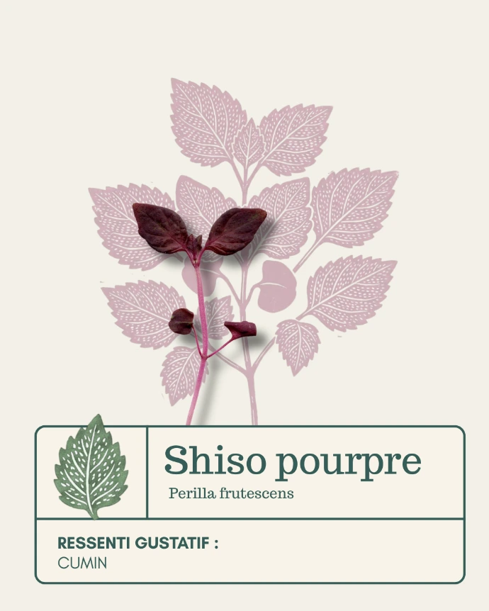 Shiso pourpre en folie