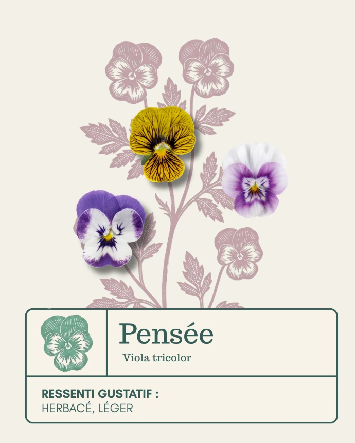 Petites pensées multicolores