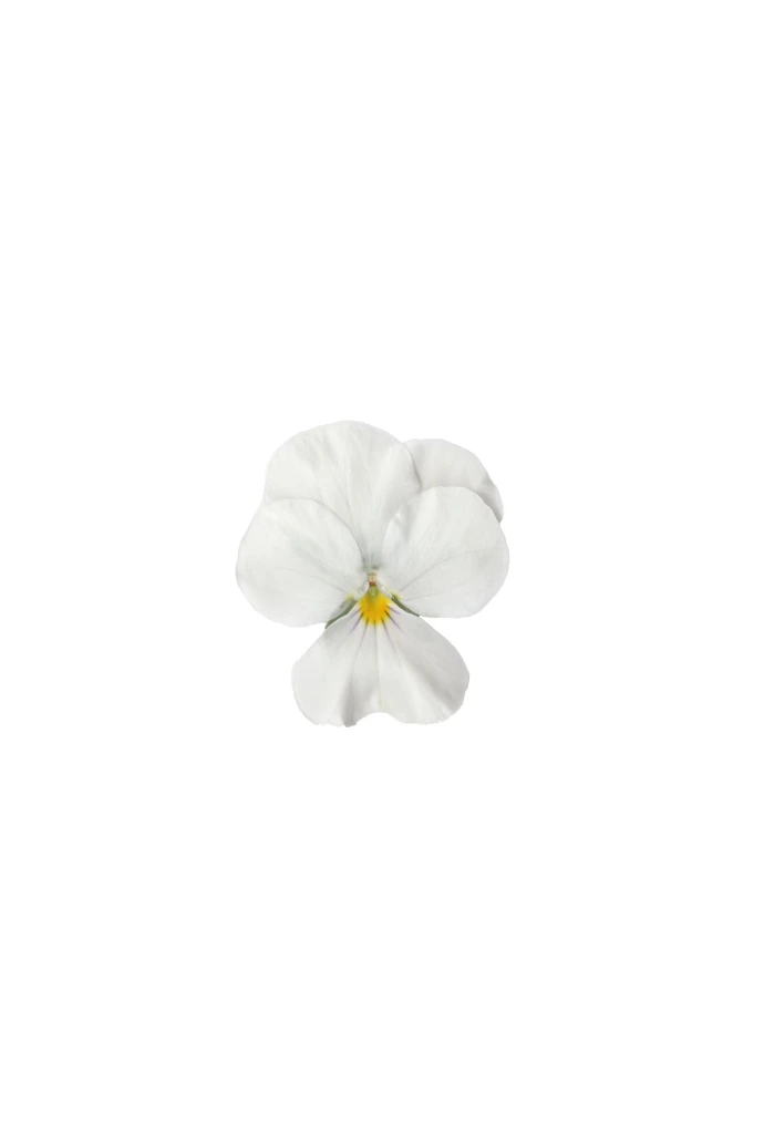 Petites pensées blanches francaises