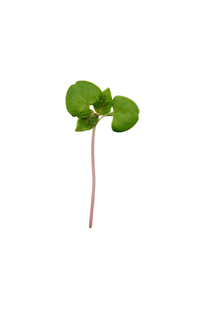 MP-shiso-vert-transparent-PNG.webp