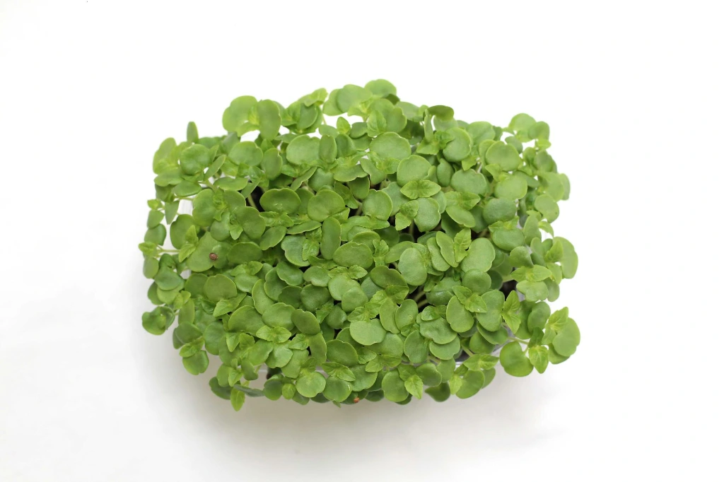 Barquette shiso vert vue dessus (2).webp