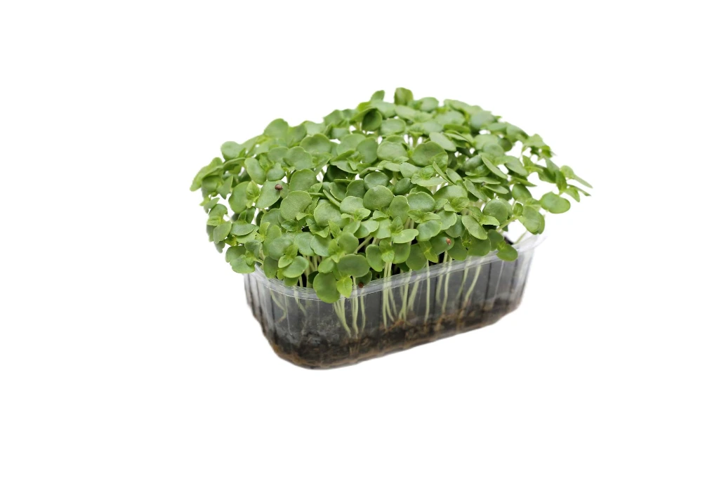 barquette profil shiso vert.webp