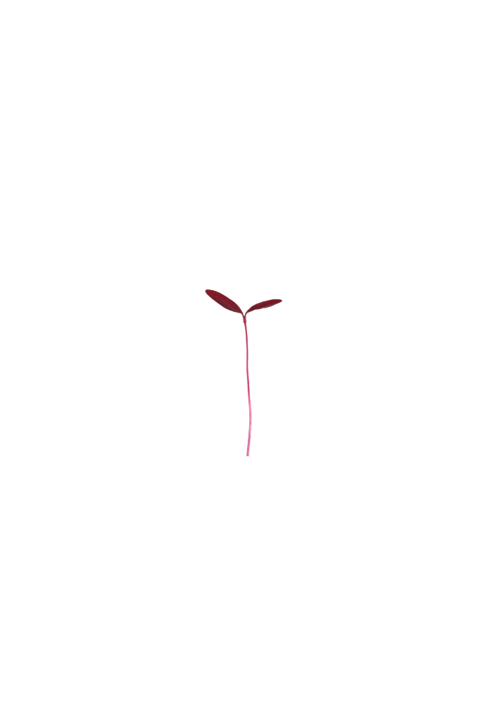 MP-amarante-transparent-PNG.webp
