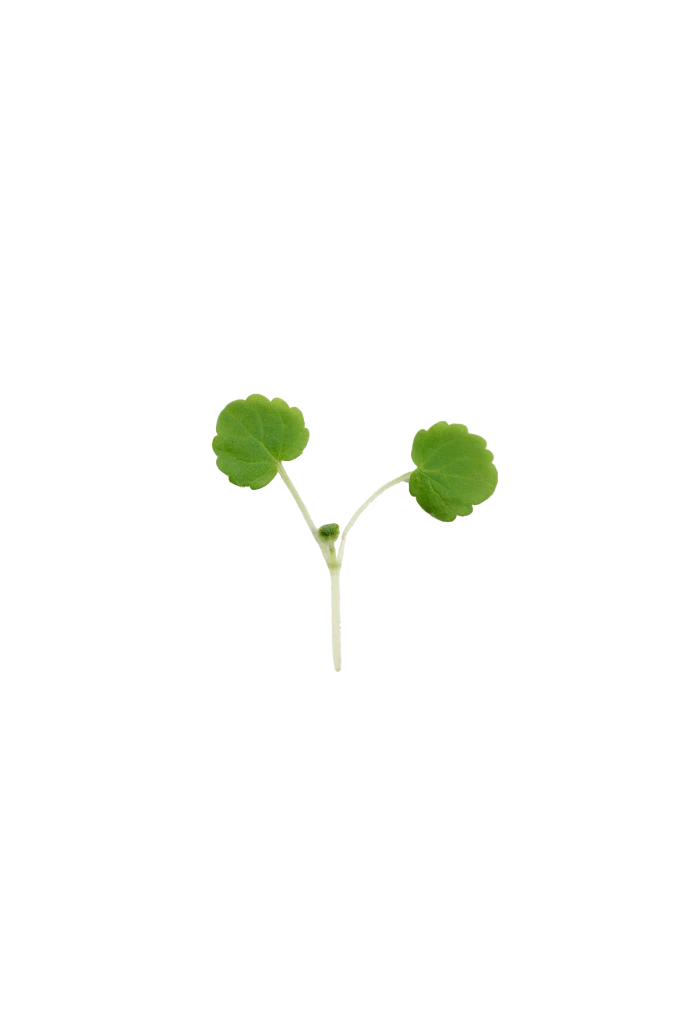MP-agastache-transparent-PNG.webp