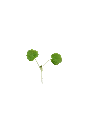 MP-agastache-transparent-PNG.webp