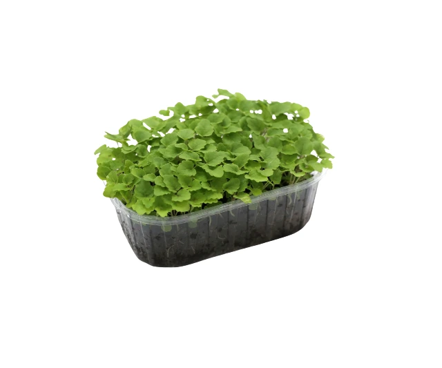 agastache 2.webp