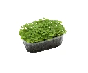 agastache 2.webp