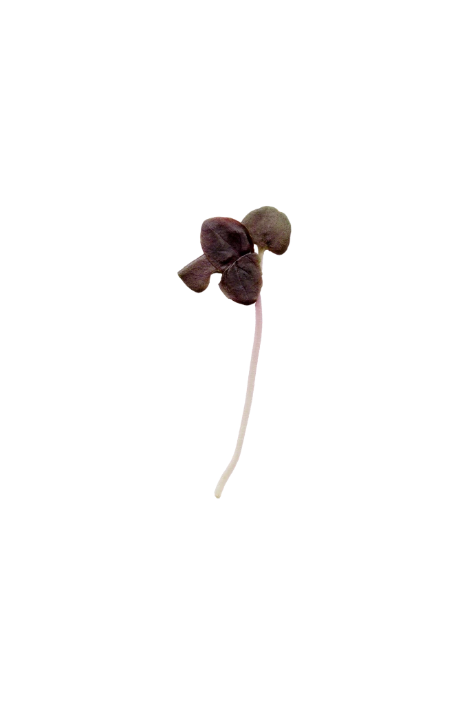 MP-basilic-pourpre-transparent-PNG.webp