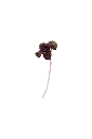MP-basilic-pourpre-transparent-PNG.webp