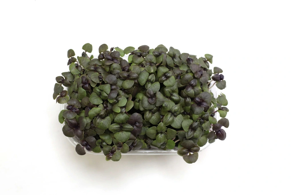 Barquette basilic pourpre vue dessus.webp